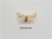 藏品(單排舟蛾)的圖片